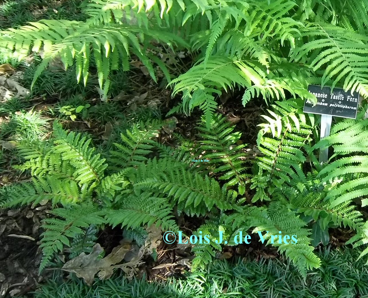 Perennials For Shade