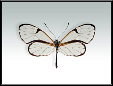 Mariposa libélula Episcada hymenaea
