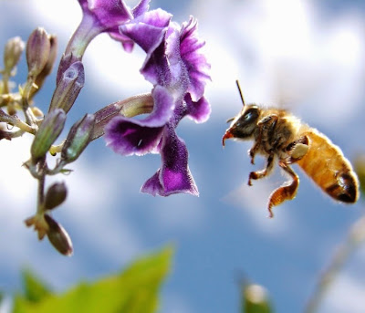 3 de outubro dia das abelhas, 3 de outubro, dia das abelhas, polinização de flores por abelhas, produção de mel, abelha rainha, animais, extinção, meio ambiente, conservação, preservação, natureza 