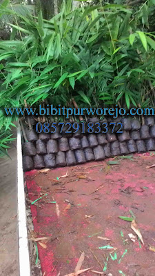 jual bibit bambu petung, bibit bambu petung purworejo, bibit bambu petung, bambu petung, jual bibit bambu petung, bambu petung, bibit bambu petung, jual bibit petung , bambu petung purworejo, jual bibit bambu purworejo, keunggulan bambu petung, budidaya bambu petung, bambu petung siap tanam, panen bambu petung, aneka bambu petung, aneka bambu petung, jual bambu petung, jual bambu petung jawa tengah, bibit bambu petung jawa tengah, bambu petung jawa tengah, jual aneka bibit bambu siap tanam, bibit bambu petung kultur jaringan, bibit bambu petung stek cabang, bibit bambu petung stek batang, jual bibit bambu apus, bibit bambu apus purworejo, bibit bambu jawa, bambu apus, bambu tali, bambu jawa, bibit purworejo, budidaya bambu apus, pring tali, jual bambu apus, jual bibit bambu apus, jual bambu jawa, jual bambu tali, anyaman bambu apus, jual aneka jenis bambu, bambu petung, jual bambu petung, bambu petung purworejo, budidaya bambu petung, hasil bambu petung, bambu petung, bambu ampel, bambu petung, jual bibit bambu, jual bibit bambu purworejo, jual bibit bambu jawa tengah, pengiriman bibit bambu, kegunaan bibit bambu, jual bibit bambu apus, bibit bambu tali, bibit bambu apus, investasi bambu, bambu siap tanam, bibit bambu apus siap tanam, aneka bibit bambu purworejo, bambu kuning, bambu panda, bambu jepang, jual bibit bambu, bambu panda, bambu kultur jaringan, bibit bambu apus kultur jaringan, bambu apus kultur jaringan, jual bibit bambu kultur jaringa, jual bibit bambu petung kultur, aneka bibit abmbu stek cabang, cara stek bambu, cara stek bambu apus, cara stek bibit bambu petung, bibit bambu petung, bambu petung, bambu hias, bambu katak, aneka bibit bambu, bibit bambu petung, jual bibit bambu petung, bibit bambu, bibit bambu petung sipa tanam, bibit bambu petung unggulan, bibit bambu unggulan, bibit bambu petung unggul, bibit bambu purworejo, bibit bambu jawa tengah, budidaya bambu, panen bambu petung, bibit bambu petung purworejo, jual bibit bambu petung siap tanam, bibit bambu petung unggulan, bibit bambu petung, bibit bambu, bibit bambu petung siap tanam, petung, bibit petung, aneka kontruksi dari bambu petung, bambu petung siap order, pengiriman bambu petung, order bambu petung, bambu petung purworejo, bibit bambu petung unggul, bibit bambu petung siap tanam, bibit bambu petung stek batang, bibit bambu petung kultur jaringan, jual bibit bambu petung stek batangm cara budidaya bambu petung, bibit bambu petung kuljar, jual bibit bambu petung kultur, cara stek bibit bambu, cara stek batang bibit bambu petung, bibit bambu petung, jual bibit bambu petung, bambu petung purworejo, bibit bambu petung siap antar, cara budidaya bambu petung, bambu petung super, bibit bambu petung super, aneka manfaat bambu petung.