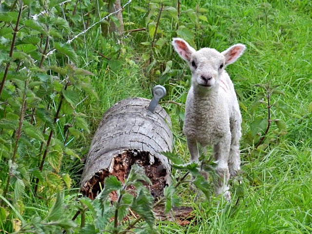 Sheep in the fields, Cornwall