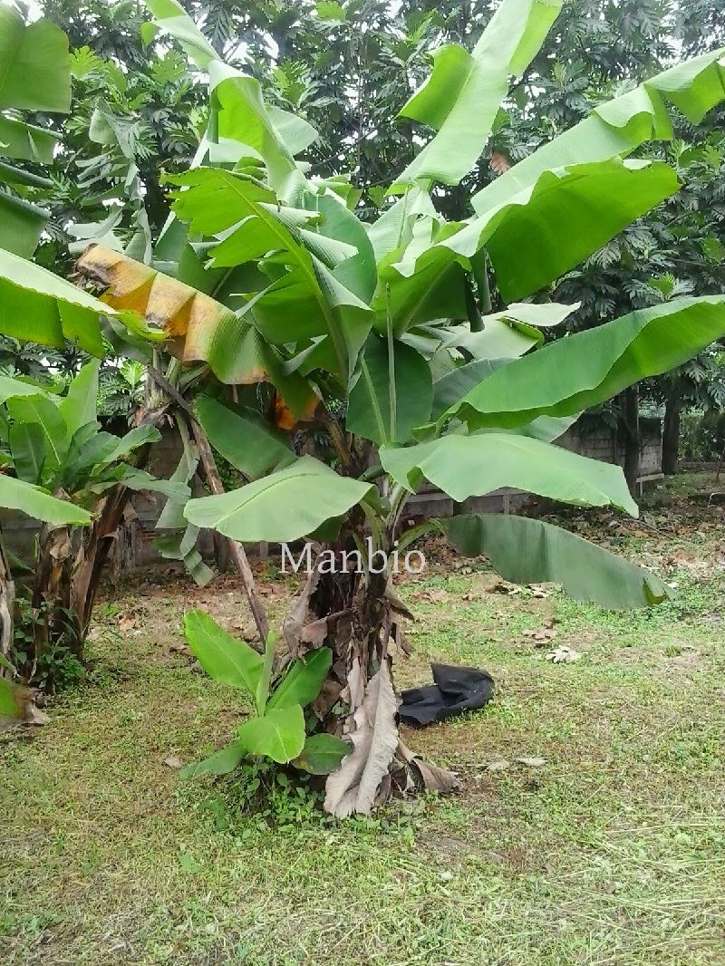 Gambar Bibit Pisang Mas Sudah Besar - Gambar Pisang Mas