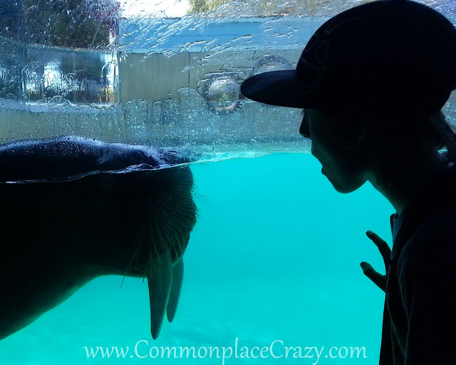 Boy and Walrus meeting