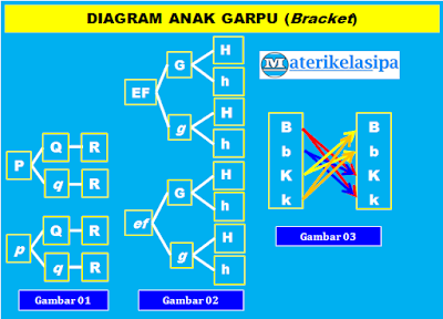 Cara Menentukan Jumlah Gamet dan Menghitung Macam Genotip - Fenotip Beserta Contoh Soalnya