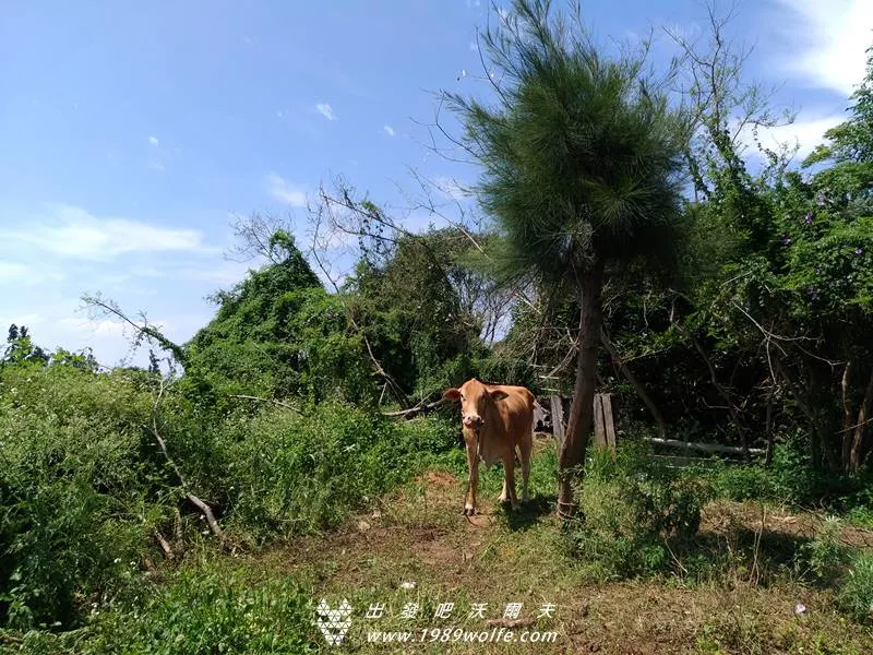 出發吧！沃爾夫.