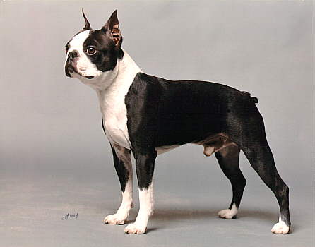 dogs breeds and pictures. dogs breeds and pictures.