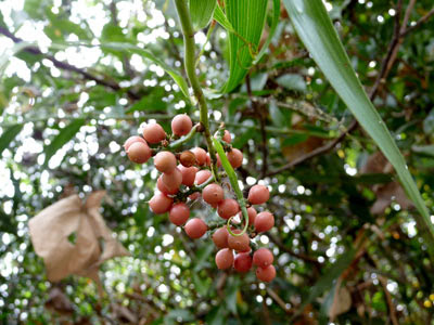 Rotan tikus (Flagellaria indica)