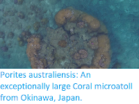 http://sciencythoughts.blogspot.co.uk/2018/01/porites-australiensis-exceptionally.html