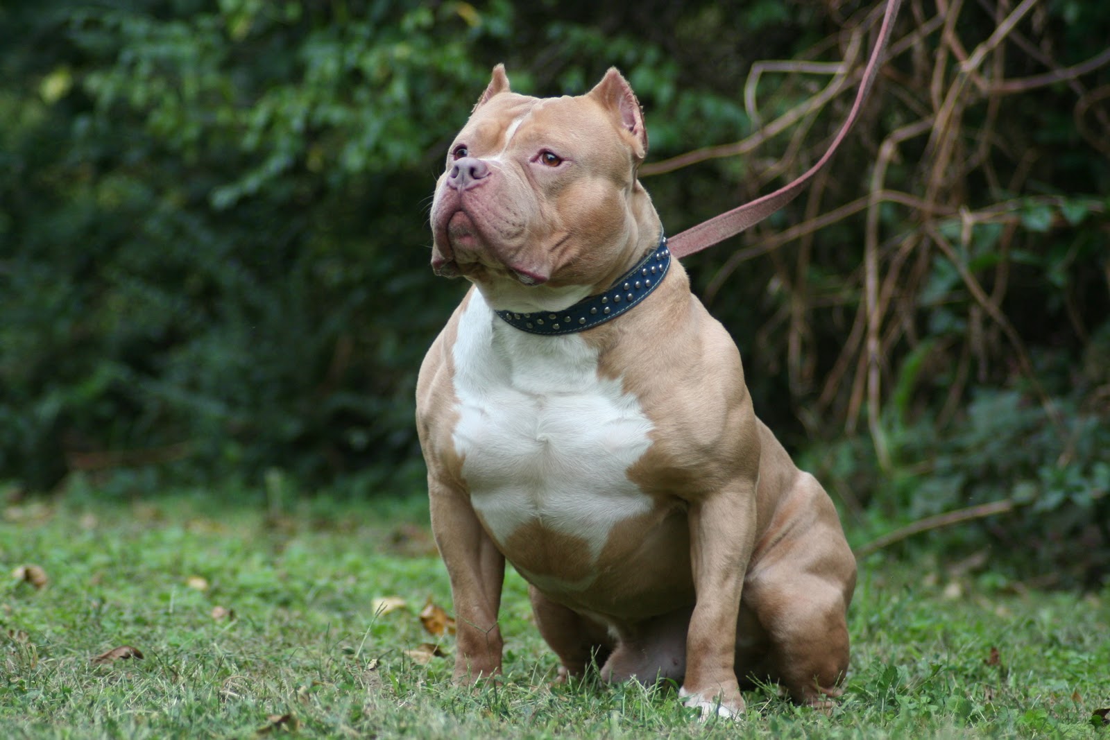 Pitbull Dogs