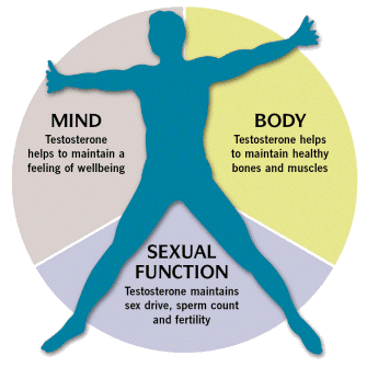 Tonex - Fungsi hormon testosterone