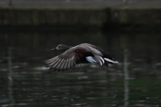 Male Gadwall