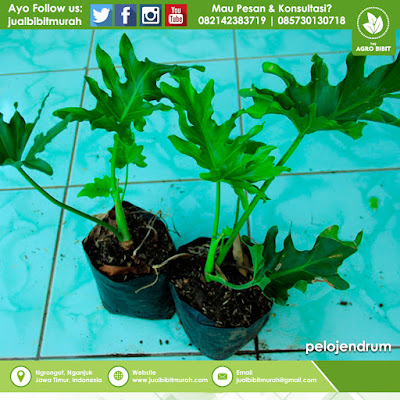 Jual Bibit Phillodendrum Hias, tanaman hias, bibit bunga, jual bibit, phillodendrum, bibit murah