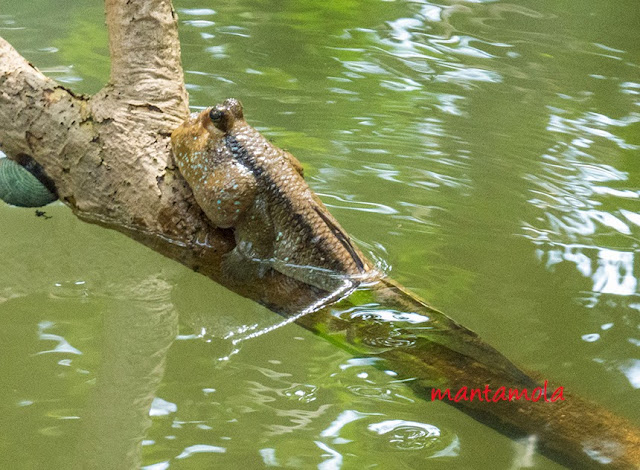 Giant mud skipper