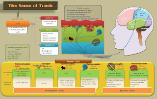 diagram-sense-touch