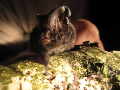 chernobyl bat