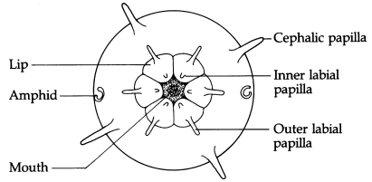 Anatomi dan Morfologi Nematoda, Kutikula nematoda, Hipodermis nematoda, otot nematoda, Sistem Pencernan Nematoda, Sistem Syaraf Nematoda, Sistem Ekskresi Nematoda, Sistem Reproduksi, Sistem reproduksi jantan pada nematoda, Sistem reproduksi betina pada nematoda, Molting nematoda, Larva nematoda, Larva Rhabditiform, Larva Filariform, Microfilaria, Fisiologi Nematoda