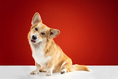 Welsh corgi