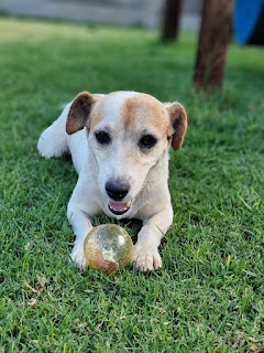 Adopt a small dog Miley, Female Jack Russell