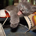 foto divertida de un gato