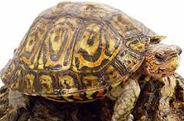  5  Jenis  Hewan  Reptil Herbivora dan Penjelasannya Hewan  