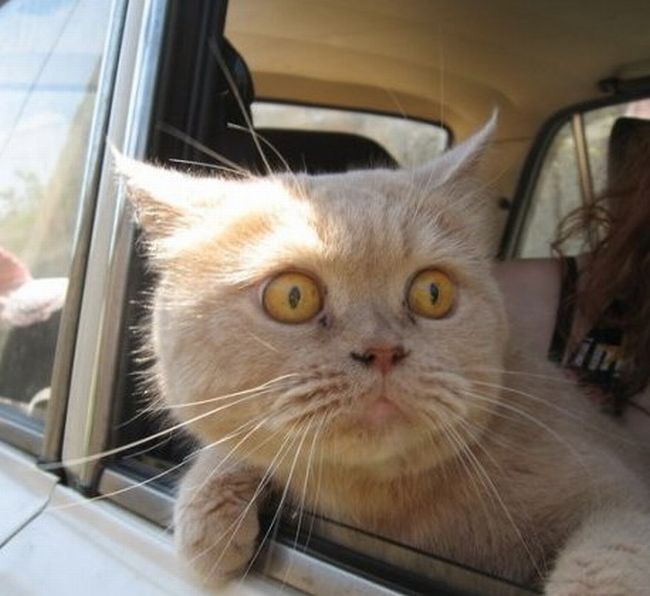 Animals I Admire Confused cat  in car