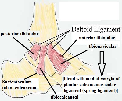 [Medial_collateral_ligament_ankle_deltoid_ligament.jpg]