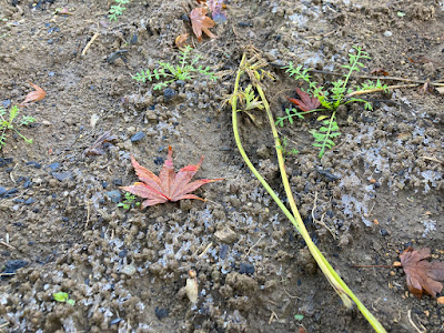 Frost in the the vege garden bed.