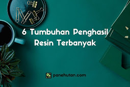 6 Tumbuhan Penghasil Resin Terbanyak