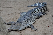 El cocodrilo de Nueva Guinea (Crocodylus novaeguineae) es una especie de .