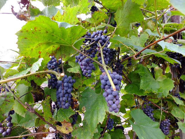 Vitis amurensis