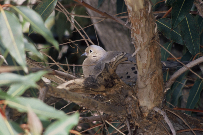 dove nest building