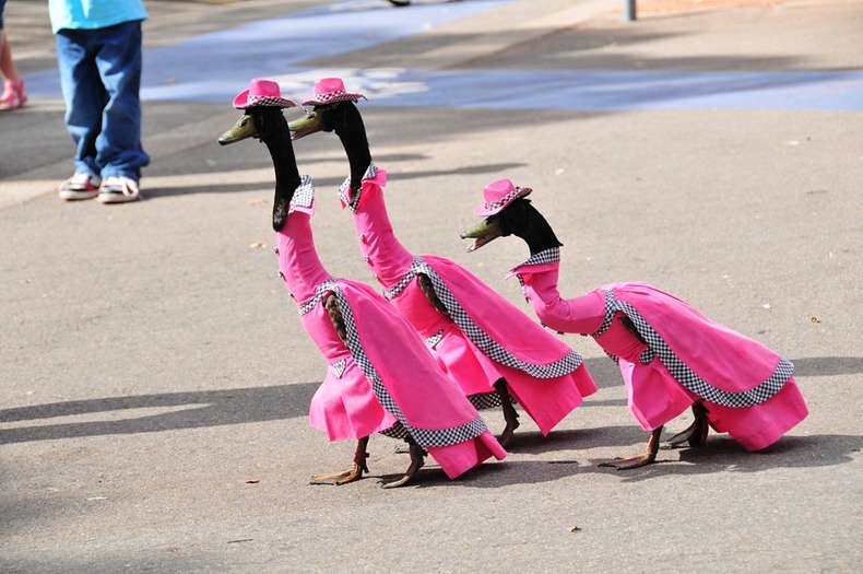pied-piper-duck-show-00