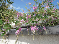 常林寺の土塀に咲く薄紫色の萩