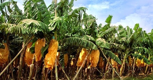 Manfaat Buah Pisang Sesuai Kandungan Nutrisinya