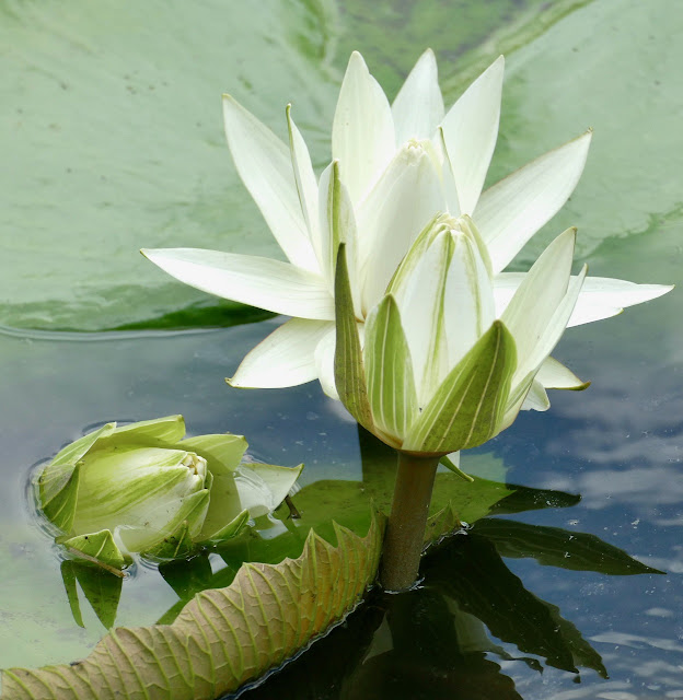 Loto egipcio (Nymphaea lotus)