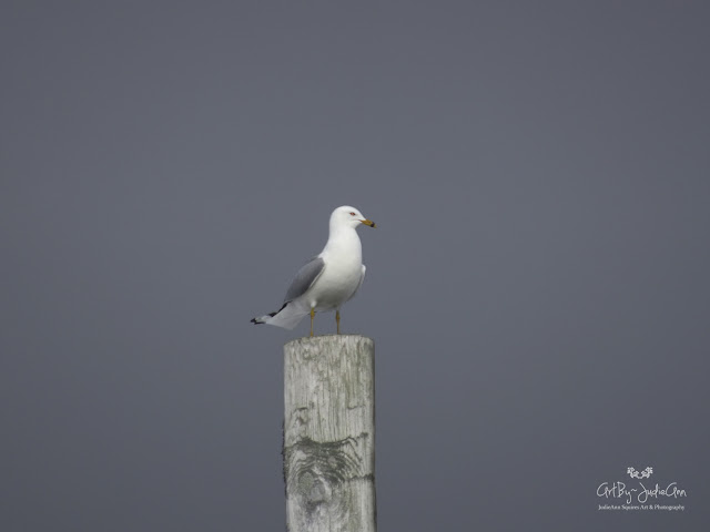 Gull On Pole Photography Print