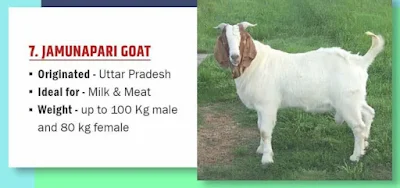 Jamunapari Goat