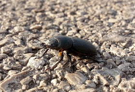 Lucanus cervus samica rogača iz profila na poti