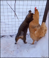 Cute Cat GIF • Loving cat and her beloved chicken (love is blind) [ok-cats.com]