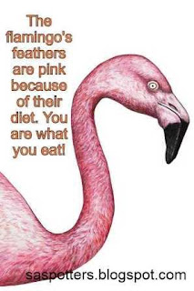 The flamingo's feathers are pink because of their diet. You are what you eat!