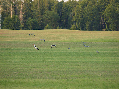 A flock of storks
