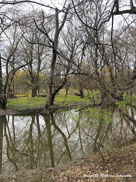 North Branch Chicago River meanders gently through Blue Star Memorial Woods.