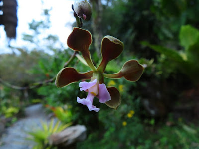 Encyclia selligera - Saddle-lipped Encyclia care