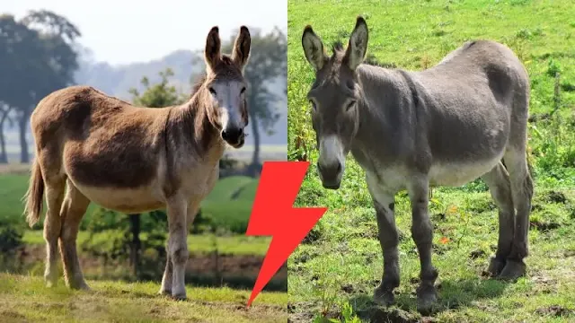 اكتشف الفرق بين البغل والحمار في الحجم، الشكل، الصوت، والتكاثر. تعرف على مميزات كل منهما ولماذا البغل عقيم بينما الحمار يتكاثر!