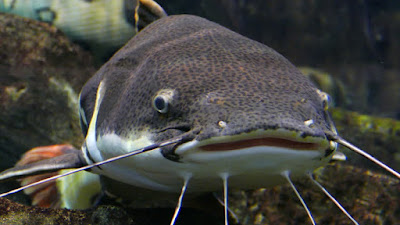 Ciri-karakteristik Fisik Ikan Red Tail Catfish