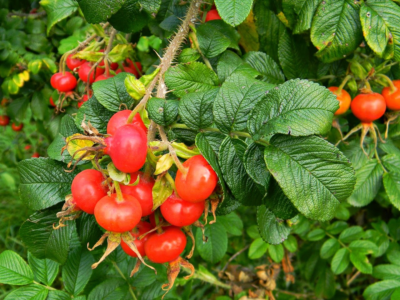 Rosa rugosa