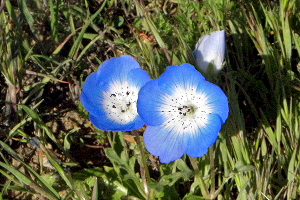 Medium blue and spotted baby blue eyes in field of grasses