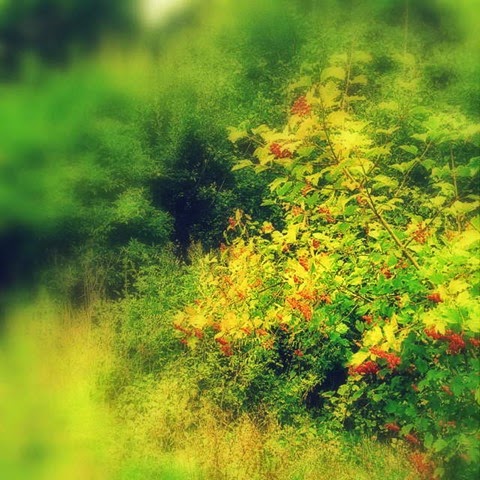 berries on a guelder rose