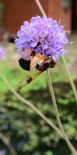 IMG_3631