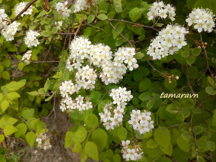 Спирея уссурийская / Таволга уссурийская (Spiraea ussuriensis)